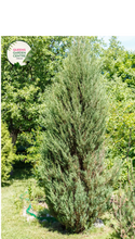 Load image into Gallery viewer, Cupressus sempervirens &#39;Glauca&#39;
