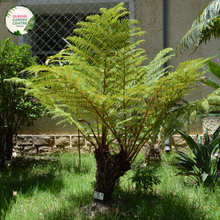 Load image into Gallery viewer, Cyathea australis

