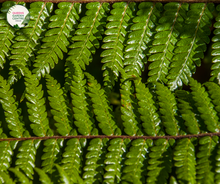 Load image into Gallery viewer, Cyathea australis

