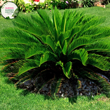 Load image into Gallery viewer, Alt text: Cycas thouarsii, commonly known as the Madagascar Sago Palm, is a striking cycad with feathery, dark green fronds. This tropical plant, resembling a palm, features a crown of arching, pinnate leaves that add a touch of elegance to gardens and landscapes. The robust, palm-like appearance makes it a popular choice for both indoor and outdoor ornamental use.
