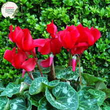 Load image into Gallery viewer, Close-up of Winter Cyclamen Halios Fantasia Red: This image captures the intricate beauty of the Winter Cyclamen Halios Fantasia Red plant. The vibrant red flowers, with delicate petals and contrasting yellow centers, are prominently displayed against the backdrop of lush green foliage. Each flower emerges from slender stems, creating an enchanting floral arrangement.
