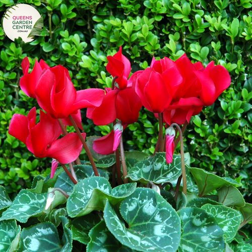 Close-up of Winter Cyclamen Halios Fantasia Red: This image captures the intricate beauty of the Winter Cyclamen Halios Fantasia Red plant. The vibrant red flowers, with delicate petals and contrasting yellow centers, are prominently displayed against the backdrop of lush green foliage. Each flower emerges from slender stems, creating an enchanting floral arrangement.