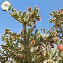 Load image into Gallery viewer, Alt text: Cylindropuntia imbricata, commonly known as the Tree Cholla, is a species of cactus native to the southwestern United States and northern Mexico. It features cylindrical stems covered in densely packed, overlapping spines, giving it a textured appearance. The plant produces vibrant yellow-green flowers in spring and summer, followed by red fruits. This drought-tolerant plant is well-suited to desert landscapes and xeriscaping projects.
