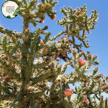 Load image into Gallery viewer, Alt text: Cylindropuntia imbricata, commonly known as the Tree Cholla, is a species of cactus native to the southwestern United States and northern Mexico. It features cylindrical stems covered in densely packed, overlapping spines, giving it a textured appearance. The plant produces vibrant yellow-green flowers in spring and summer, followed by red fruits. This drought-tolerant plant is well-suited to desert landscapes and xeriscaping projects.
