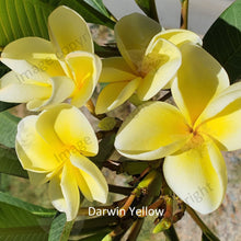 Load image into Gallery viewer, &quot;Close-up of Darwin Yellow Frangipani: Bright yellow petals with hints of orange and pink near the center create a striking contrast against the lush green foliage. The intricate details of each petal are visible, showcasing the delicate veins and smooth texture. This close-up view highlights the radiant beauty of the Darwin Yellow Frangipani flower.&quot;
