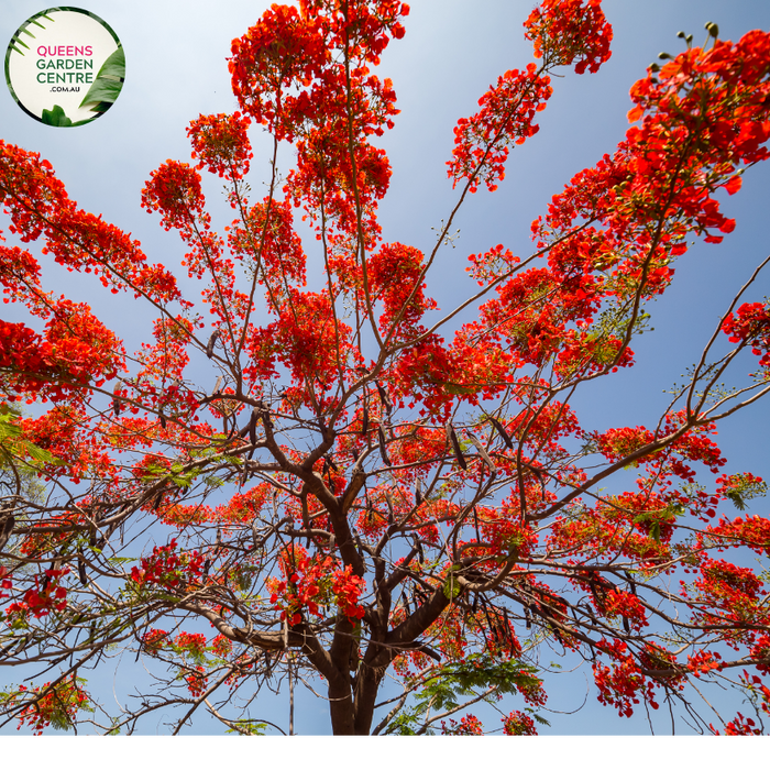 Delonix Regia