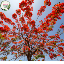 Load image into Gallery viewer, Alt text: Close-up photo of a Delonix regia, commonly known as the Royal Poinciana or Flamboyant Tree, showcasing its vibrant, fiery orange-red blossoms. The tropical deciduous tree features large, fern-like leaves and an explosion of striking flowers that create a dazzling display. The image captures the bold and flamboyant beauty of the Delonix regia in full bloom, making it a showstopper in tropical landscapes.
