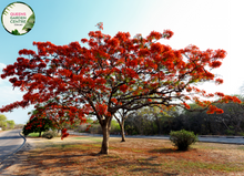 Load image into Gallery viewer, Alt text: Close-up photo of a Delonix regia, commonly known as the Royal Poinciana or Flamboyant Tree, showcasing its vibrant, fiery orange-red blossoms. The tropical deciduous tree features large, fern-like leaves and an explosion of striking flowers that create a dazzling display. The image captures the bold and flamboyant beauty of the Delonix regia in full bloom, making it a showstopper in tropical landscapes.
