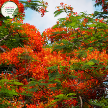 Load image into Gallery viewer, Alt text: Close-up photo of a Delonix regia, commonly known as the Royal Poinciana or Flamboyant Tree, showcasing its vibrant, fiery orange-red blossoms. The tropical deciduous tree features large, fern-like leaves and an explosion of striking flowers that create a dazzling display. The image captures the bold and flamboyant beauty of the Delonix regia in full bloom, making it a showstopper in tropical landscapes.
