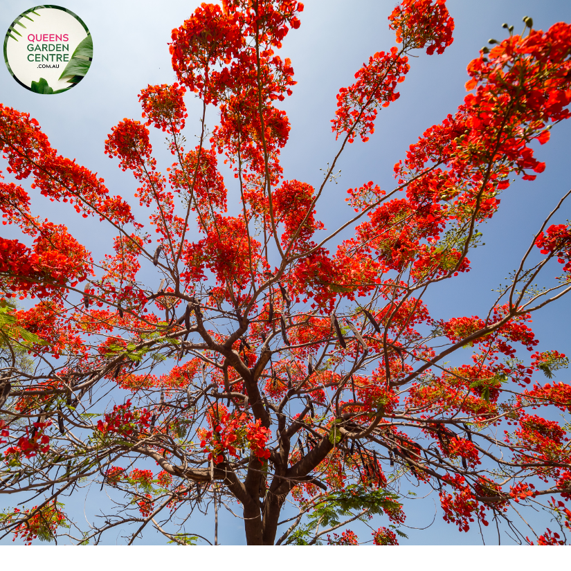 Alt text: Close-up photo of a Delonix regia, commonly known as the Royal Poinciana or Flamboyant Tree, showcasing its vibrant, fiery orange-red blossoms. The tropical deciduous tree features large, fern-like leaves and an explosion of striking flowers that create a dazzling display. The image captures the bold and flamboyant beauty of the Delonix regia in full bloom, making it a showstopper in tropical landscapes.