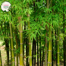 Load image into Gallery viewer, Alt text: Dendrocalamus minor &#39;amoenus,&#39; commonly known as Ghost Bamboo, is a stunning bamboo species with tall, slender culms and delicate foliage. The canes exhibit a ghostly appearance, featuring pale whitish-blue hues with occasional green stripes. This bamboo adds an ethereal and enchanting presence to gardens and landscapes, particularly when used as a focal point or in dense thickets.
