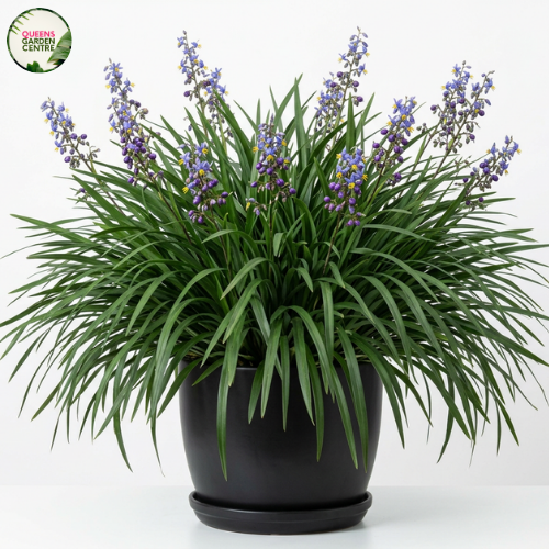 Dianella Tasmanica