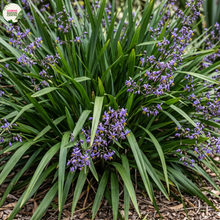 Load image into Gallery viewer, Dianella Caerulea
