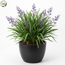 Load image into Gallery viewer, Dianella Caerulea
