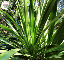 Load image into Gallery viewer, Alt text: Doryanthes palmeri, commonly known as the Giant Spear Lily or Palmer&#39;s Spear Lily, is a striking plant native to Australia. It features a large rosette of long, sword-like leaves emerging from a central point. In the center of the rosette, tall flower spikes rise, bearing clusters of fiery red flowers. This architectural plant adds a bold and dramatic element to gardens and landscapes, particularly in arid or coastal regions.
