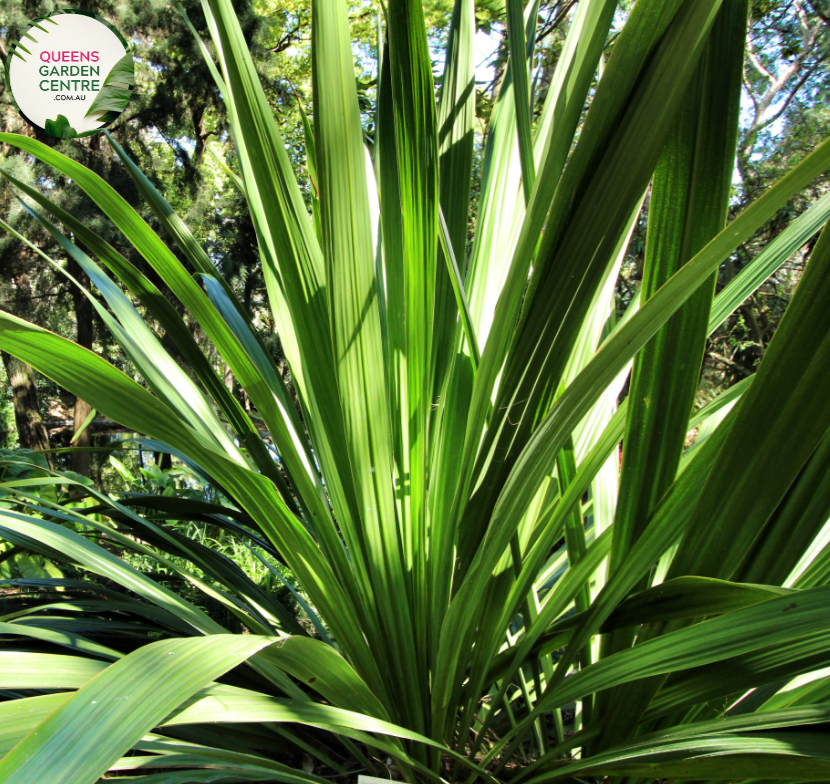 Alt text: Doryanthes palmeri, commonly known as the Giant Spear Lily or Palmer's Spear Lily, is a striking plant native to Australia. It features a large rosette of long, sword-like leaves emerging from a central point. In the center of the rosette, tall flower spikes rise, bearing clusters of fiery red flowers. This architectural plant adds a bold and dramatic element to gardens and landscapes, particularly in arid or coastal regions.