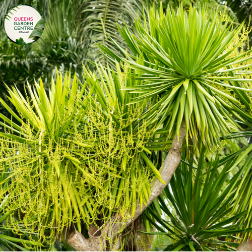 Alt text: Dracaena cochinchinensis is a tropical plant known for its striking foliage and upright growth habit. It features long, lance-shaped leaves that are dark green with lighter green stripes running along their length. The plant adds a touch of elegance and tropical flair to indoor and outdoor spaces, making it a popular choice for landscaping and interior decoration.