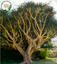 Load image into Gallery viewer, &quot;Close-up view of Dracaena draco, also known as the Dragon Tree, featuring its distinctive, spiky leaves and a sculptural, tree-like form against a natural backdrop.&quot;
