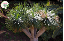 Load image into Gallery viewer, &quot;Close-up view of Dracaena draco, also known as the Dragon Tree, featuring its distinctive, spiky leaves and a sculptural, tree-like form against a natural backdrop.&quot;
