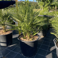 Load image into Gallery viewer, Chamaerops Humilis European Fan Palm
