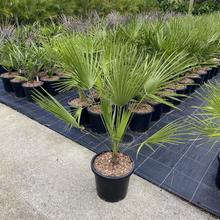 Load image into Gallery viewer, Chamaerops Humilis European Fan Palm
