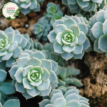 Load image into Gallery viewer, Close-up of Echeveria Imbricata: This image showcases the intricate rosette structure of the Echeveria Imbricata plant. Each succulent leaf is arranged in a tight spiral formation, with overlapping layers that create a visually appealing pattern. The leaves display a gradient of colors, ranging from pale green to rosy pink, with delicate edges that add texture to the overall appearance.
