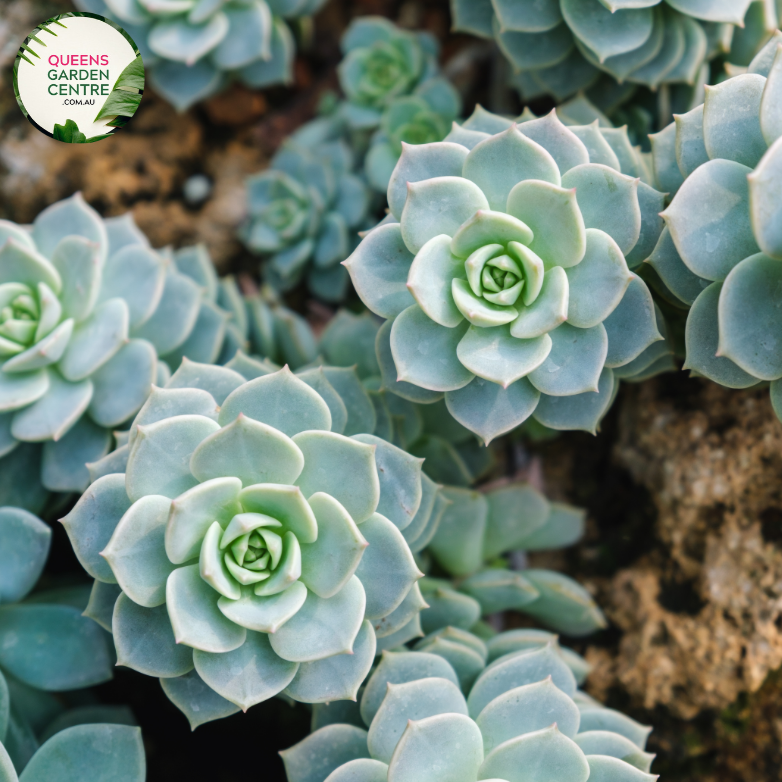 blue metal succulent Buy Echeveria Blue Metal Online in Australia
