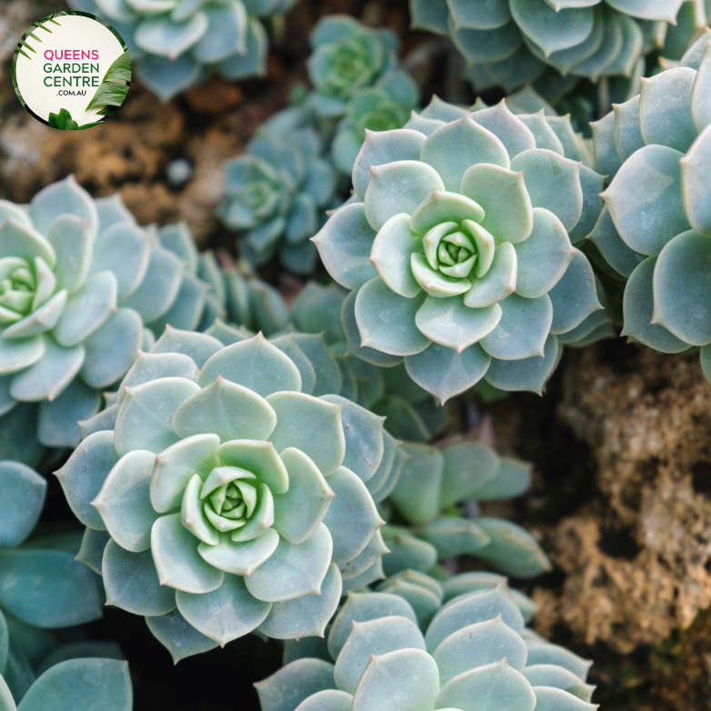 Close-up of Echeveria Imbricata: This image showcases the intricate rosette structure of the Echeveria Imbricata plant. Each succulent leaf is arranged in a tight spiral formation, with overlapping layers that create a visually appealing pattern. The leaves display a gradient of colors, ranging from pale green to rosy pink, with delicate edges that add texture to the overall appearance.