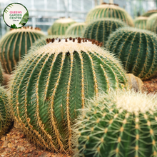 Load image into Gallery viewer, Alt text: Echinocactus grusonii Albispinus, commonly known as White Barrel Cactus, is a cultivar of the iconic golden barrel cactus. It features a spherical shape with numerous white radial spines protruding from its surface. Native to Mexico, this ornamental cactus adds a unique touch to arid landscapes and succulent gardens. It thrives in well-draining soil and full sunlight, producing yellow flowers during the summer months.
