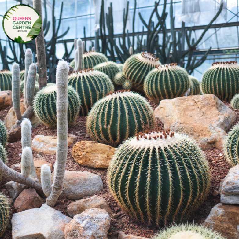 Alt text: Echinocactus grusonii Albispinus, commonly known as White Barrel Cactus, is a cultivar of the iconic golden barrel cactus. It features a spherical shape with numerous white radial spines protruding from its surface. Native to Mexico, this ornamental cactus adds a unique touch to arid landscapes and succulent gardens. It thrives in well-draining soil and full sunlight, producing yellow flowers during the summer months.