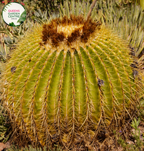 Load image into Gallery viewer, Alt text: Echinocactus grusonii, commonly known as the Golden Barrel Cactus, is a spherical cactus species native to Mexico. It features ribbed, golden-yellow spines radiating from its rounded body, which can reach impressive sizes. This drought-tolerant succulent is prized for its striking appearance and is often used in arid gardens, rockeries, and desert landscapes as a focal point or ornamental specimen.
