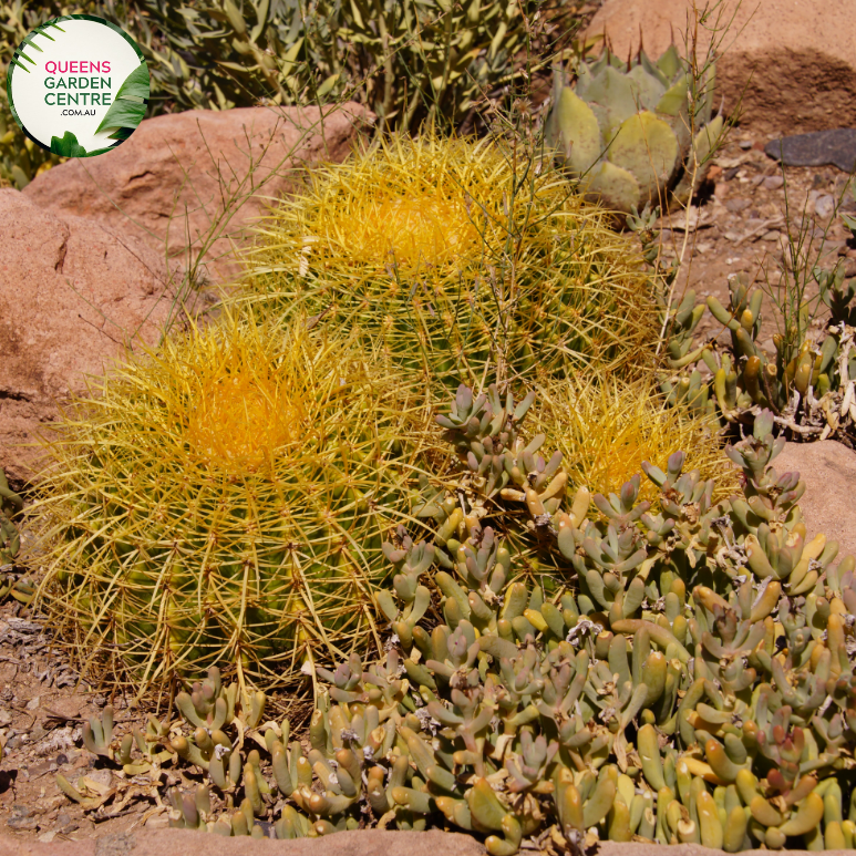 Alt text: Echinocactus grusonii, commonly known as the Golden Barrel Cactus, is a spherical cactus species native to Mexico. It features ribbed, golden-yellow spines radiating from its rounded body, which can reach impressive sizes. This drought-tolerant succulent is prized for its striking appearance and is often used in arid gardens, rockeries, and desert landscapes as a focal point or ornamental specimen.