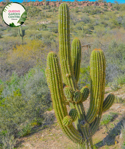 Alt text: Echinopsis terscheckii, also known as the Argentine Saguaro or Cardon Grande, is a tall and columnar cactus species native to South America. It features a thick, ribbed stem with clusters of long, sharp spines. In spring, it produces large, white, funnel-shaped flowers that open at night and emit a sweet fragrance to attract pollinators. This impressive cactus adds a dramatic and sculptural element to arid gardens and desert landscapes.