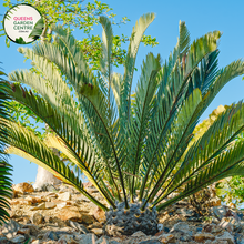 Load image into Gallery viewer, Alt text: Encephalartos whitelockii is a species of cycad known for its striking appearance and large, robust fronds. Native to Africa, it features stiff, upright leaves arranged in a symmetrical rosette. The foliage is a vibrant green color, and the plant has a robust trunk-like stem. This cycad species adds a tropical and prehistoric touch to gardens and landscapes, making it a prized ornamental specimen for collectors and enthusiasts.
