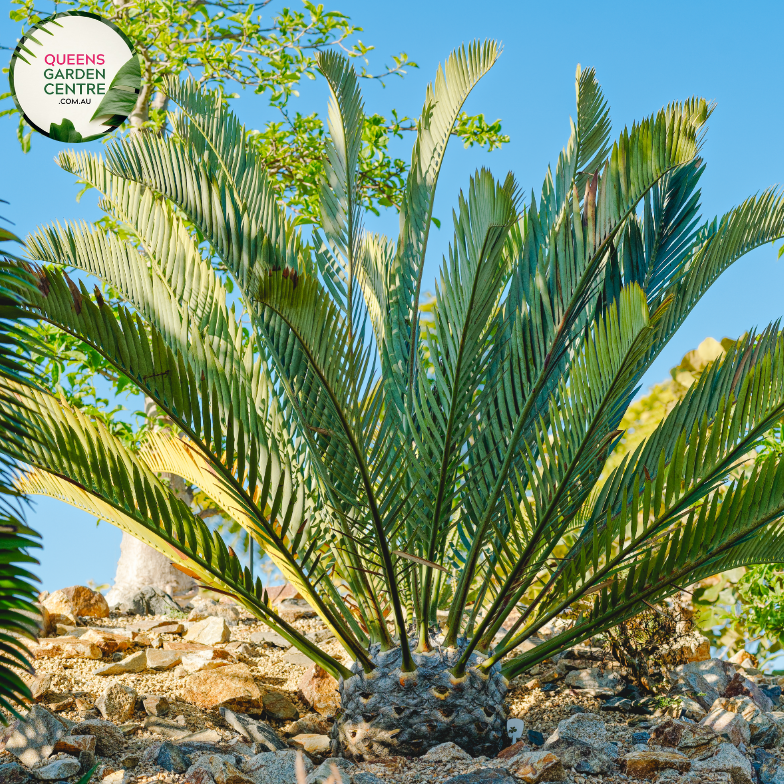 Alt text: Encephalartos whitelockii is a species of cycad known for its striking appearance and large, robust fronds. Native to Africa, it features stiff, upright leaves arranged in a symmetrical rosette. The foliage is a vibrant green color, and the plant has a robust trunk-like stem. This cycad species adds a tropical and prehistoric touch to gardens and landscapes, making it a prized ornamental specimen for collectors and enthusiasts.