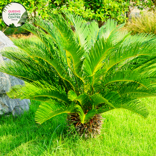 Alt text: Encephalartos whitelockii is a species of cycad known for its striking appearance and large, robust fronds. Native to Africa, it features stiff, upright leaves arranged in a symmetrical rosette. The foliage is a vibrant green color, and the plant has a robust trunk-like stem. This cycad species adds a tropical and prehistoric touch to gardens and landscapes, making it a prized ornamental specimen for collectors and enthusiasts.