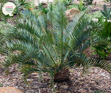 Load image into Gallery viewer, Alt text: Encephalartos whitelockii is a species of cycad known for its striking appearance and large, robust fronds. Native to Africa, it features stiff, upright leaves arranged in a symmetrical rosette. The foliage is a vibrant green color, and the plant has a robust trunk-like stem. This cycad species adds a tropical and prehistoric touch to gardens and landscapes, making it a prized ornamental specimen for collectors and enthusiasts.
