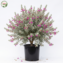 Load image into Gallery viewer, A potted flowering plant with silvery-gray leaves and bright pink blossoms, shown in a black nursery pot against a plain white background. A small 'Garden Center' logo appears in the top-left corner.
