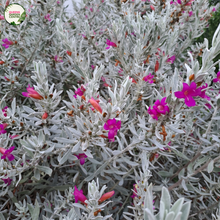 Load image into Gallery viewer, Close-up of a dense succulent plant with silvery-white leaves and small bright pink flowers, photographed outdoors. A circular 'Blossom Gardens Centre' logo appears in the top-left corner.
