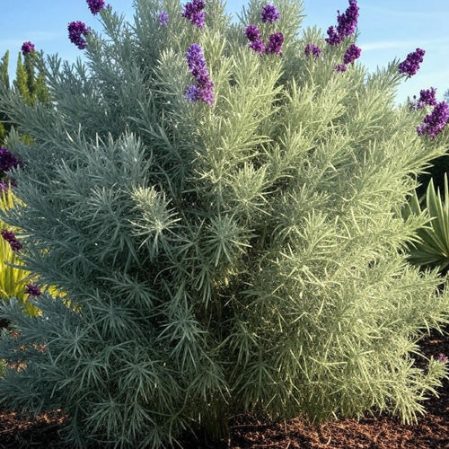 Eremophila nivea is a compact shrub with silvery-grey foliage and vibrant purple tubular flowers, native to Western Australia.
