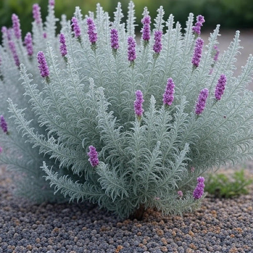Silvery-grey foliage shrub with vibrant purple bell-shaped flowers, ideal for drought-tolerant, native Australian gardens and low-maintenance landscapes.
