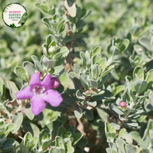 Load image into Gallery viewer, Close-up of an Eremophila glabra x nivea &#39;Pink Pantha&#39; plant. The image features delicate, tubular flowers with a vibrant pink color and a soft, velvety texture. Each flower has a slightly flared opening with petals that gently curve backward. The flowers are nestled among slender, silvery-grey leaves that are densely covered in fine, soft hairs, giving them a frosted appearance. 
