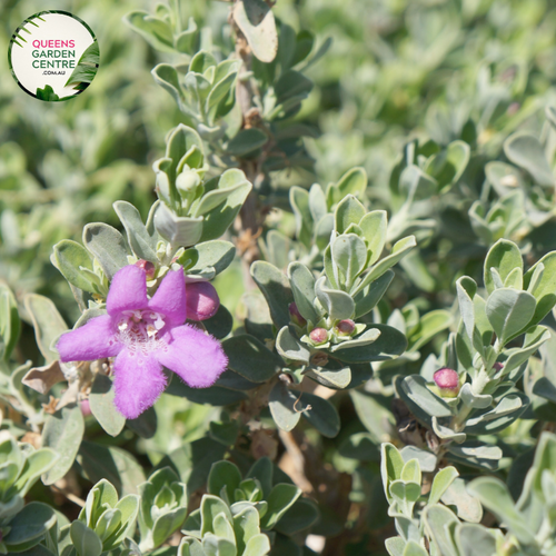 Close-up of an Eremophila glabra x nivea 'Pink Pantha' plant. The image features delicate, tubular flowers with a vibrant pink color and a soft, velvety texture. Each flower has a slightly flared opening with petals that gently curve backward. The flowers are nestled among slender, silvery-grey leaves that are densely covered in fine, soft hairs, giving them a frosted appearance. 