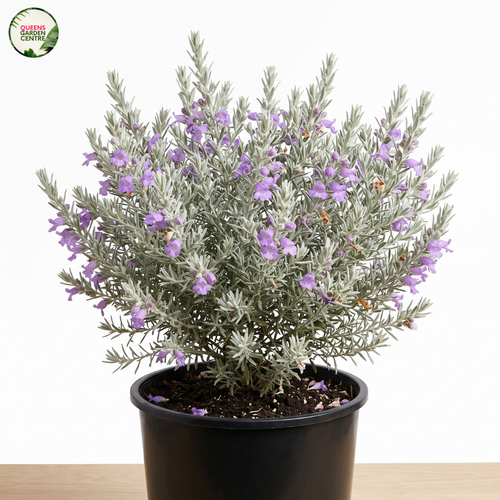 Eremophila nivea Gubburra Bell