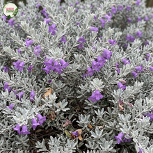Load image into Gallery viewer, Eremophila nivea Gubburra Bell
