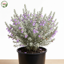 Load image into Gallery viewer, Eremophila nivea Gubburra Bell
