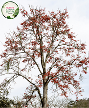 Load image into Gallery viewer, Alt text: Erythrina caffra, also known as the Coast Coral Tree, is a deciduous tree native to southern Africa. It features striking red flowers that bloom in clusters atop its bare branches, typically in spring. The tree has a spreading canopy and compound leaves, making it an attractive addition to gardens and landscapes.
