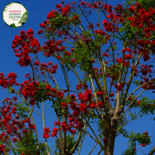 Load image into Gallery viewer, Alt text: Erythrina caffra, also known as the Coast Coral Tree, is a deciduous tree native to southern Africa. It features striking red flowers that bloom in clusters atop its bare branches, typically in spring. The tree has a spreading canopy and compound leaves, making it an attractive addition to gardens and landscapes.
