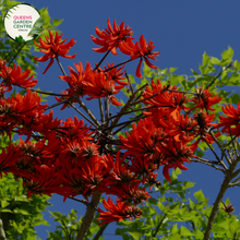 Load image into Gallery viewer, Alt text: Erythrina caffra, also known as the Coast Coral Tree, is a deciduous tree native to southern Africa. It features striking red flowers that bloom in clusters atop its bare branches, typically in spring. The tree has a spreading canopy and compound leaves, making it an attractive addition to gardens and landscapes.
