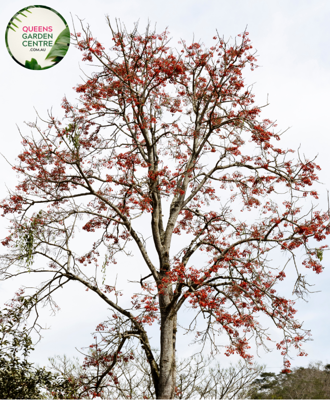 Alt text: Erythrina caffra, also known as the Coast Coral Tree, is a deciduous tree native to southern Africa. It features striking red flowers that bloom in clusters atop its bare branches, typically in spring. The tree has a spreading canopy and compound leaves, making it an attractive addition to gardens and landscapes.